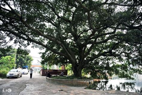 榆樹 風水|【榆樹風水】榆樹風水禁忌有哪些 